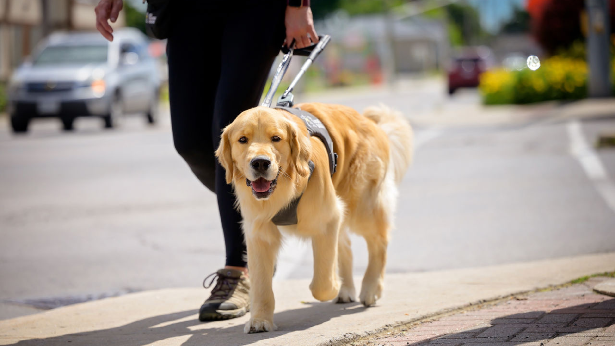 A golden retriever guide dog wearing a harness walk along a city sidewalk beside its handler.