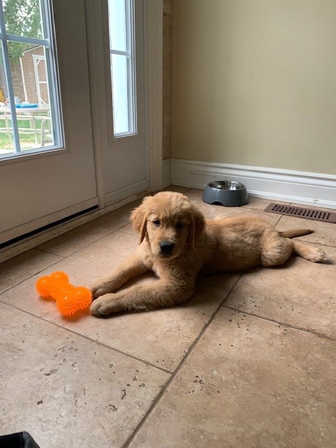 A golden retriever puppy laying on the floor playing with a dog toy.