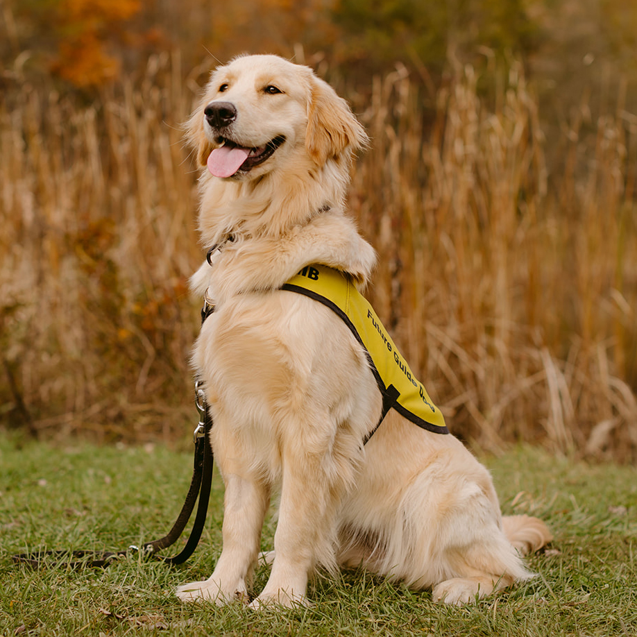 Scout, a CNIB Guide Dog in-training, is sitting a field