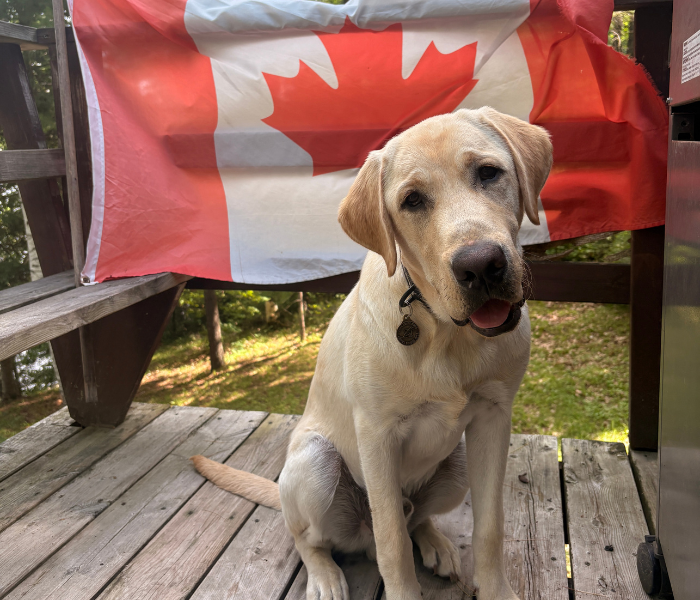 Tango, a yellow Labrador retriever, sits on a wooden deck in front of a large Canadian flag.
