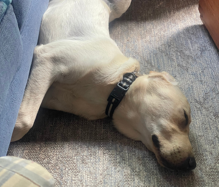 Tango sleeps on his side on a carpet beside a couch, with sunlight falling across his body.
