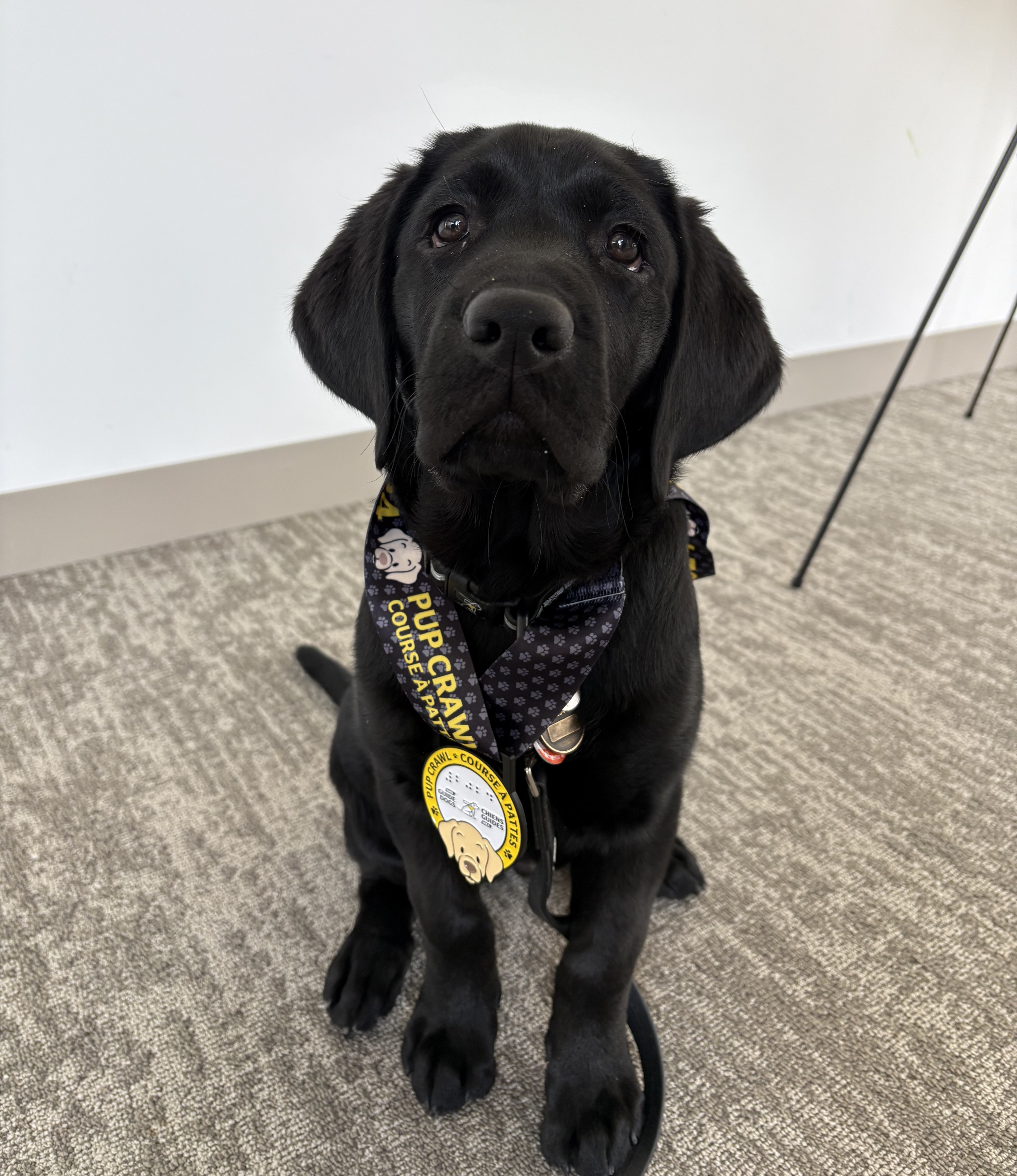 Thunder, a black Labrador retriever, sits on carpet and looks up at the camera with a serious expression on his face. He’s wearing the black and yellow Pup Crawl medal around his neck.