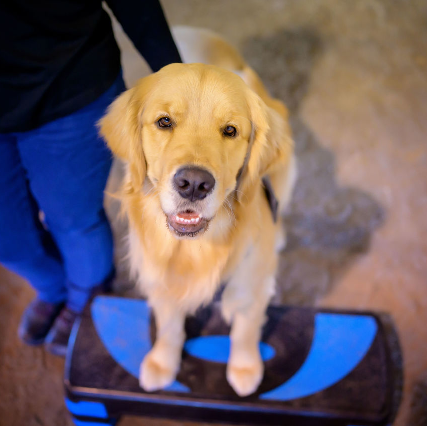 CNIB future Guide Dog Jamie, a golden retriever, wearing his harness. His trainer is walking with him through a ladder as part of his training at the CNIB Canine Campus