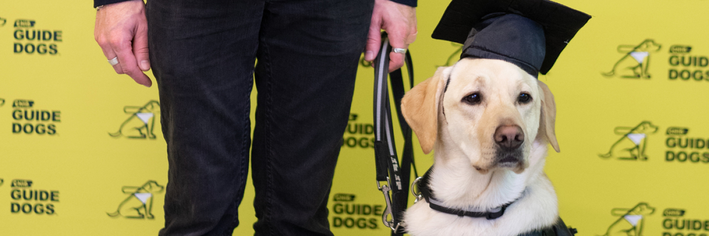 Infographic describing the journey from puppy to Guide Dog.