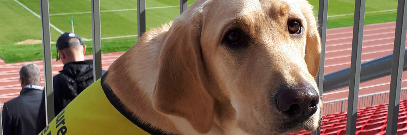 A yellow guide dog in a yellow vest at a sports stadium.