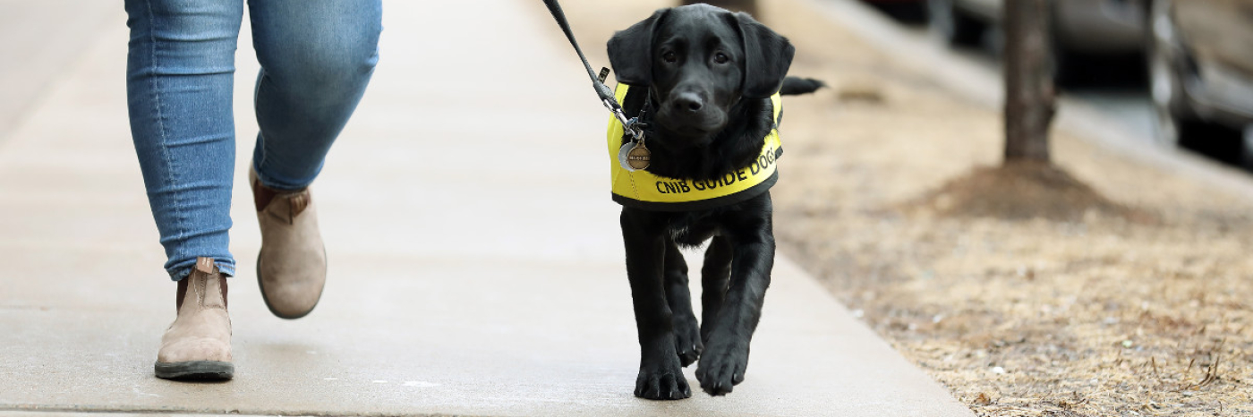 A puppy in training walks (on leash) alongside a woman.