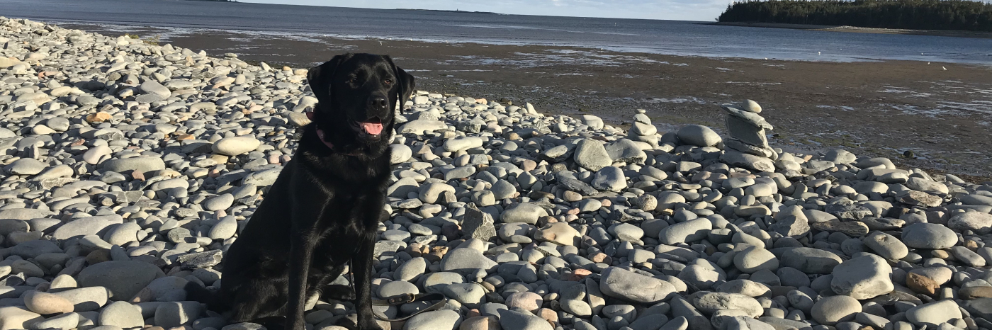 Hope, a black Labrador-Retriever, sitting on a rocky beach in front of the ocean.