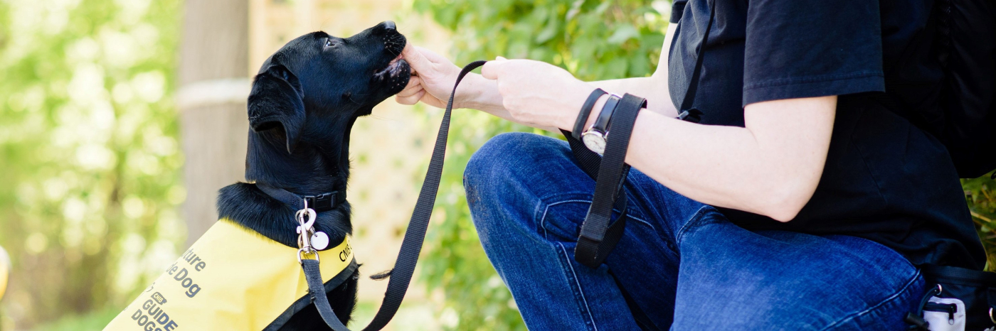A black Labrador Retriever puppy wearing a Future Guide Dog vest sitting for its puppy raiser and being rewarded with a treat.
