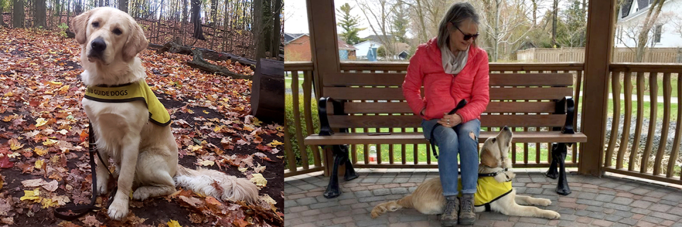 Flanders wearing his Future CNIB Guide Dog vest and sitting amongst autumn leaves; Puppy Raiser Claire sitting on a bench in a gazebo with Flanders lying under her looking up