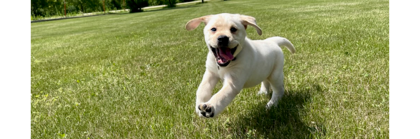 A tiny golden retriever puppy plays at a grassy park. It leaps through the air with its tongue wagging.