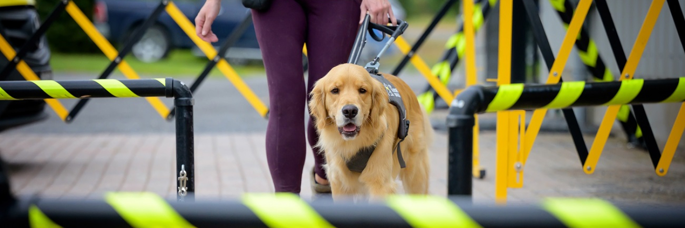 A Golden Retriever wearing a CNIB Guide Dog harness walks beside a person through safety barriers outdoors.