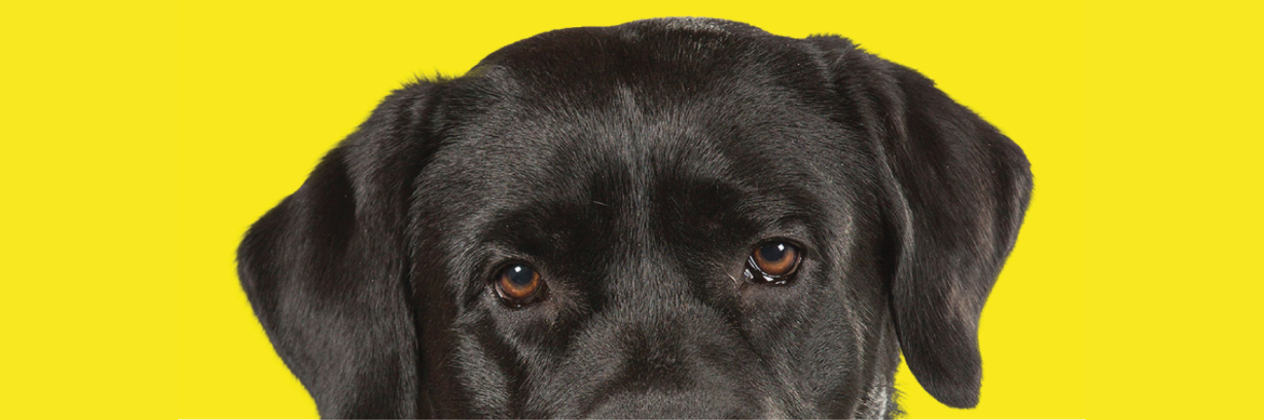 A close-up of a black Labrador guide dog's face, set against a yellow background. The focus is on the dog's eyes and forehead.