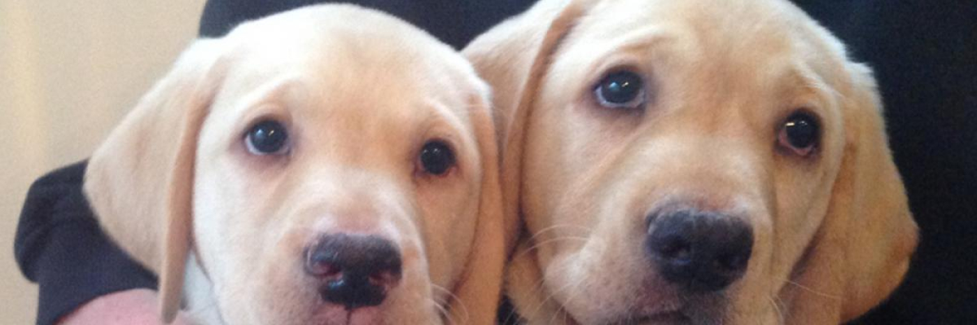 Two golden retreiver puppies are in the arms of a person