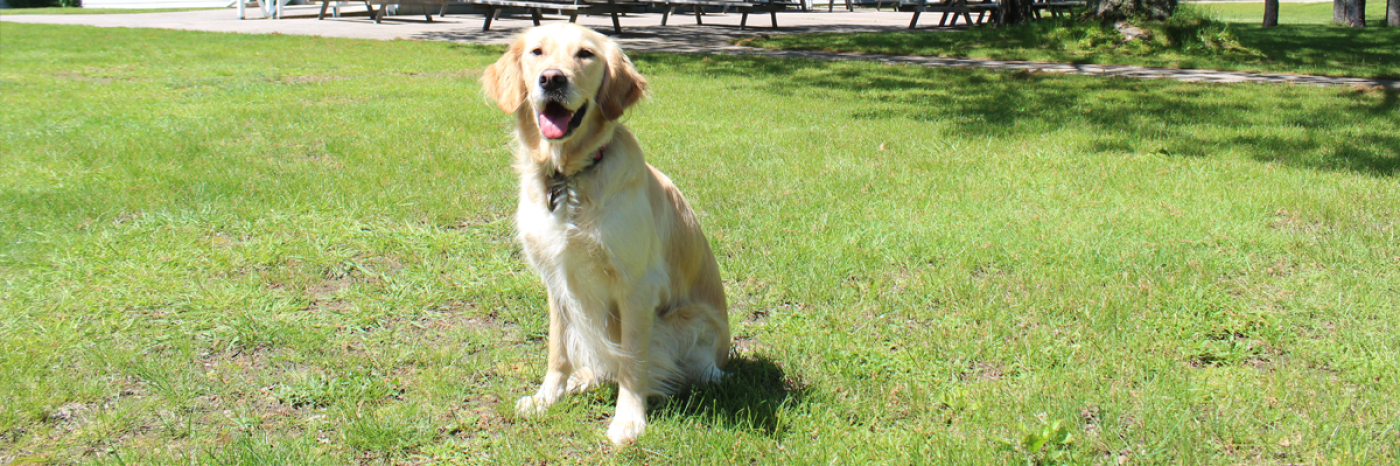 A Golden Retriever sitting on the grass.