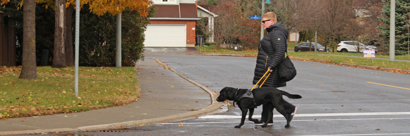 A woman walks crosses the street with a black Lab in a yellow harness.