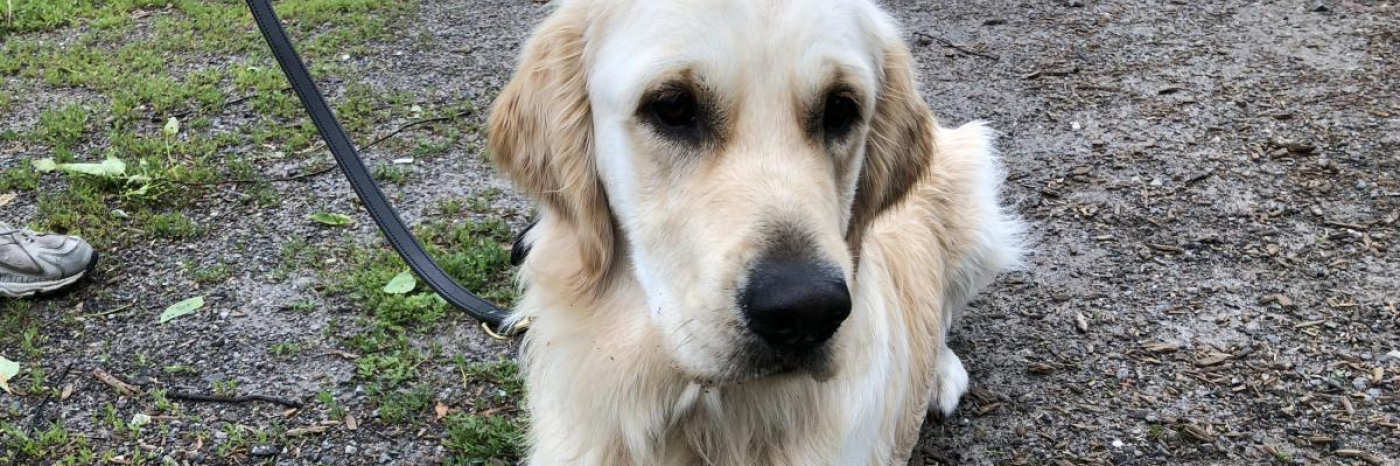 CNIB Guide Dog Yellow Lab.