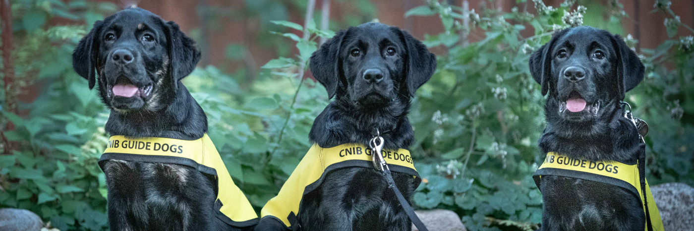 Three CNIB Guide Dogs sitting in the grass staring at the camera.