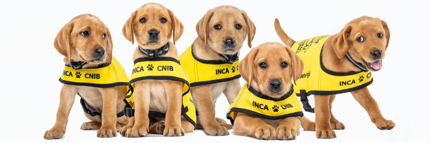 From left to right: Trapper, Casey, Jet, Jorge and Cassie – five CNIB Guide Dog puppies.