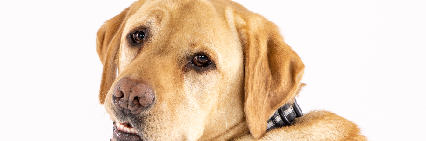 A CNIB Guide Dog in harness looks over its shoulder at the camera. The dog is a yellow Labrador Retriever.