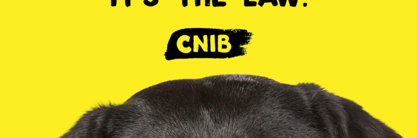 The top of the guide dog's head against a yellow background. The dog is a black lab, and its head appears halfway down the page. 