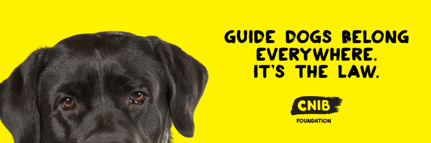 The top of the guide dog's head against a yellow background. The dog is a black lab, and its head appears halfway down the page. The text "Guide dogs belong everywhere. It’s the law” appears next to the dog's head.