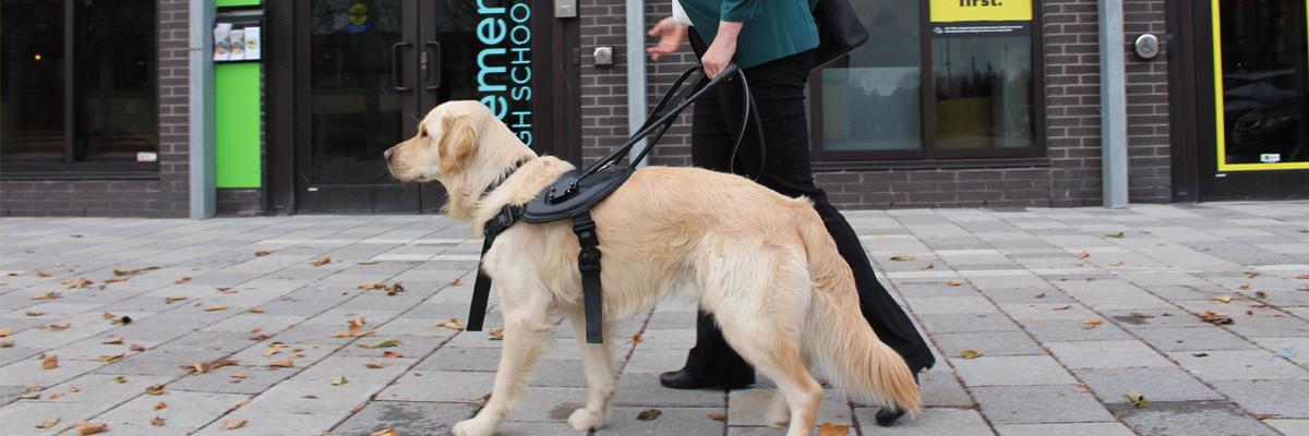 A yellow guide dog in a black harness.