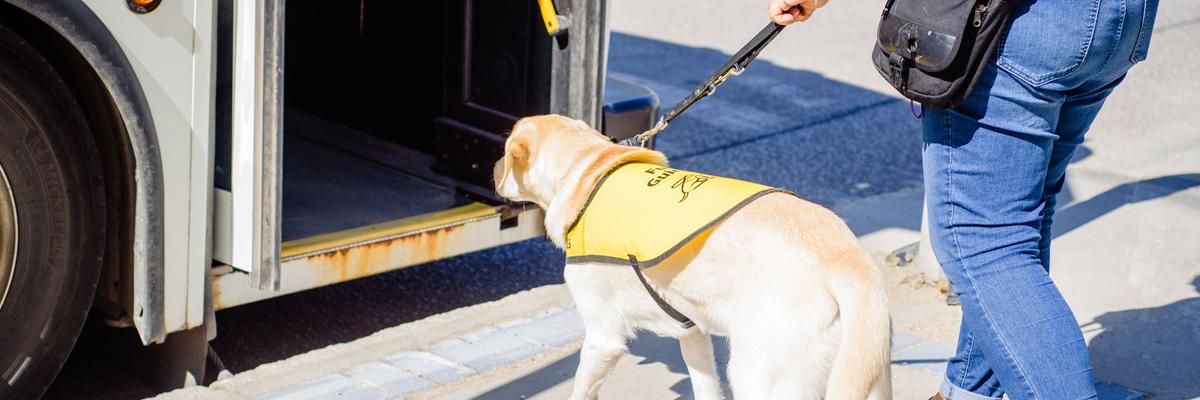 A yellow guide dog wearing a yellow vest, boarding a bus.