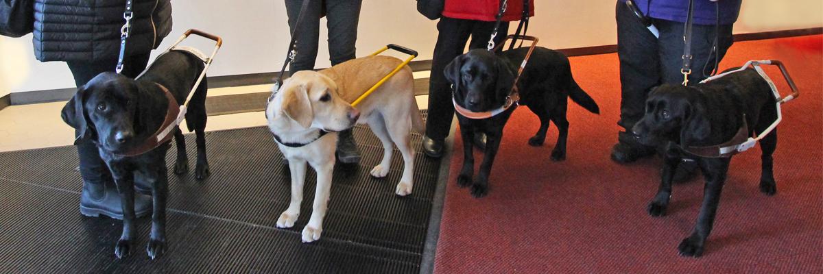 4 guide dogs (three black and one yellow) in harnesses at the feet of their handlers.