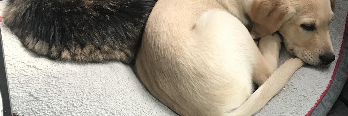 Un jeune Labrador couché dans un lit pour chien dos à dos avec un chat étendu dans le même lit.