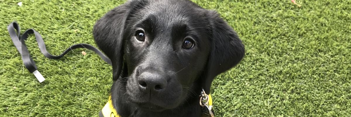 A nine-week-old black Labrador-Retriever puppy sitting on green turf, wearing a yellow Future Guide Dog vest and looking up at the camera.