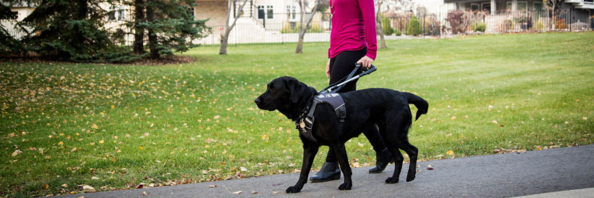Outdoors, a young female guide dog handler navigates a residential sidewalk with her black guide dog. The guide dog is in harness and the handler firmly holds the harness handle.