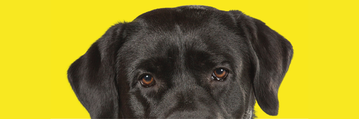 A close-up of a black Labrador guide dog's face, set against a yellow background. The focus is on the dog's eyes and forehead.