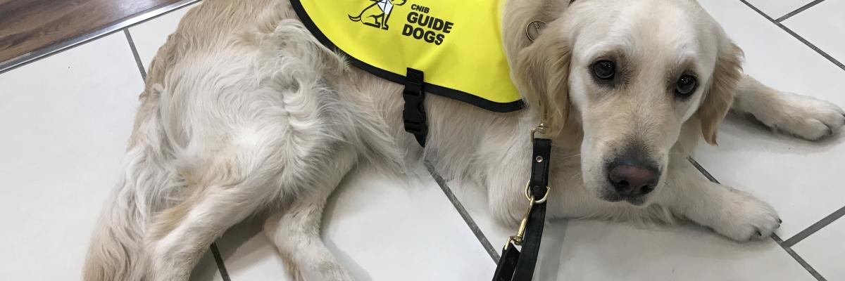 CNIB guide Dog wearing a yellow vest