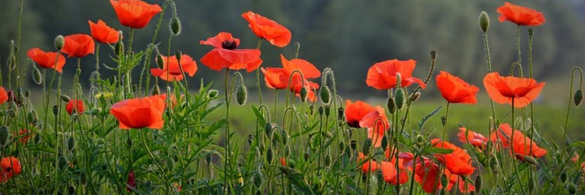 A field of poppies.