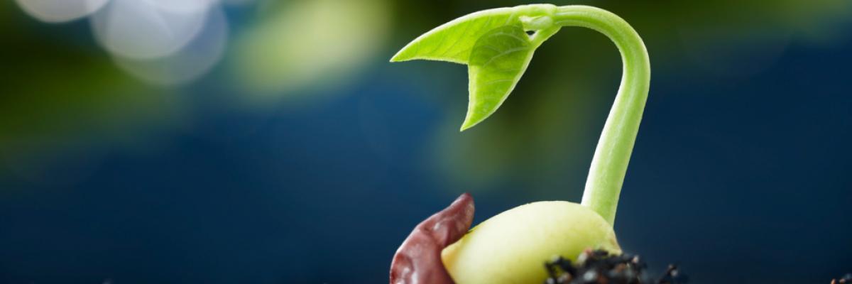 A seed sprouts from its shell.