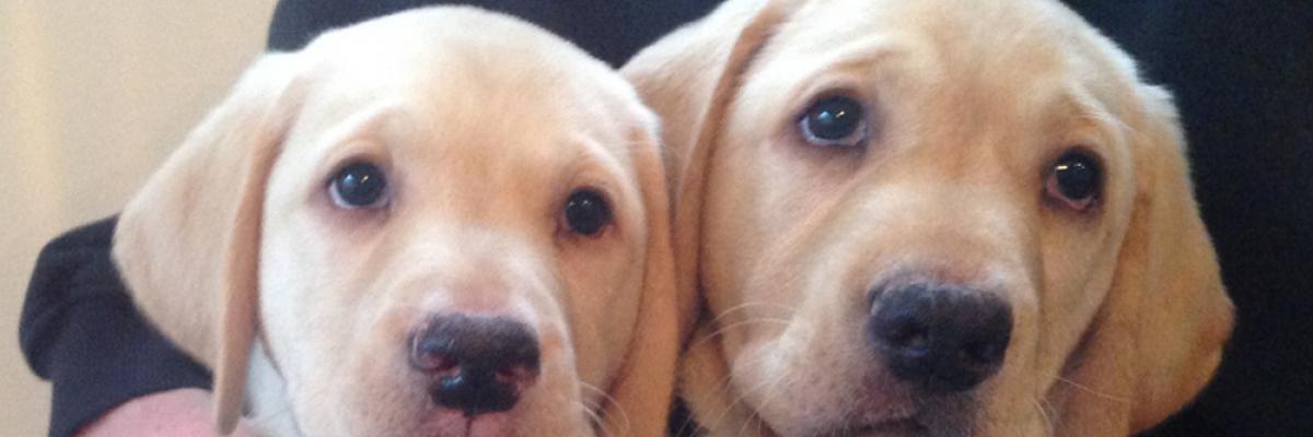 Two golden retreiver puppies are in the arms of a person