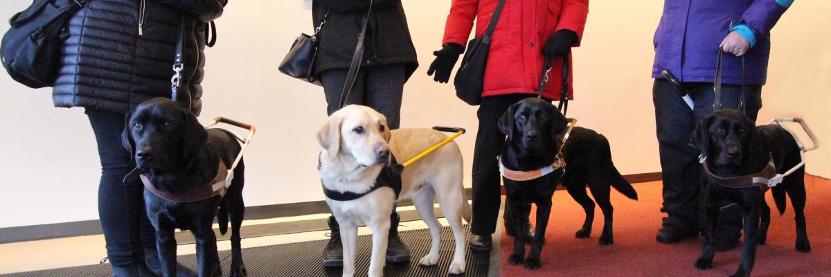 Four CNIB Guide Dogs stand in front of their handlers legs.