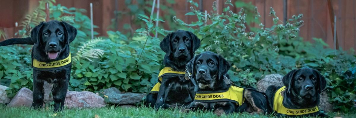 four black labs in future guide dog vests