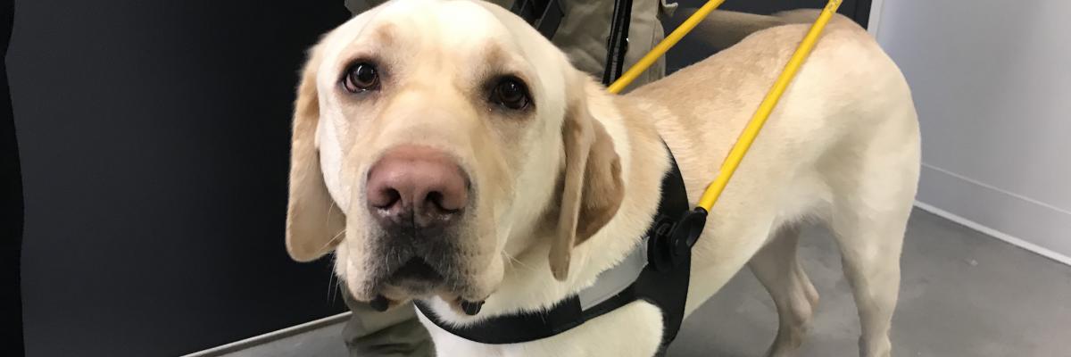 A yellow Lab guide dog wearing a harness.