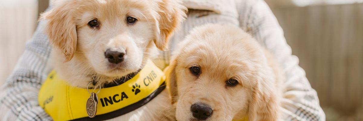 Two beautiful CNIB Guide Dog Golden Labrador pups in training, being held for the camera by the trainer.