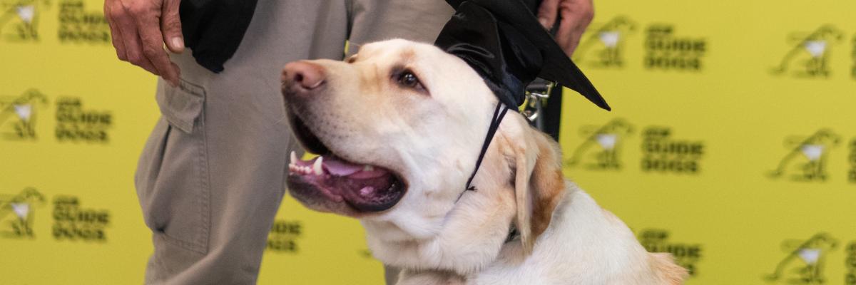 A yellow Labrador-retriever CNIB Guide Dog attending his graduation, wearing a harness and mortarboard graduation cap. His handler’s hand is in the frame holding his leash.