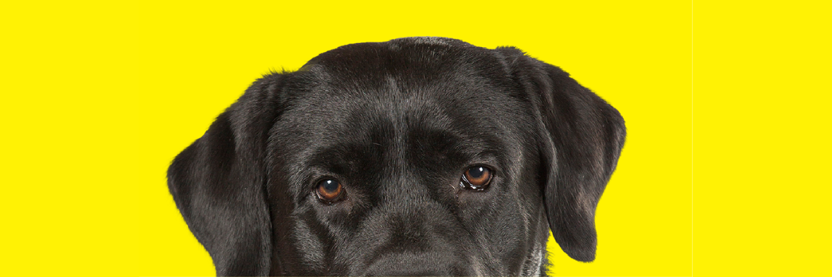 The top of guide dogs head against a yellow background. The dog is black lab and its head appears halfway down the page.