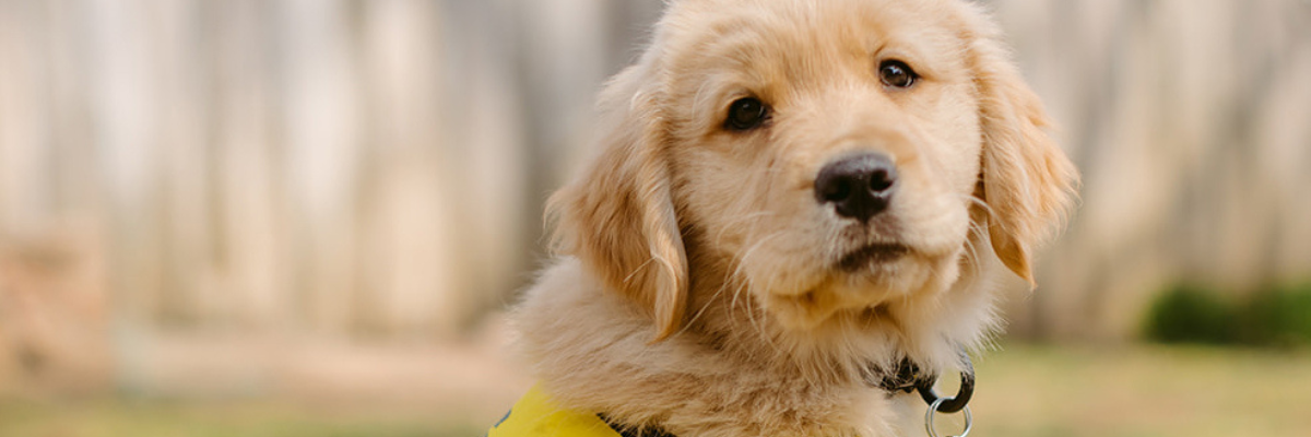 A fluffy Labrador-Golden Retriever puppy. The puppy wears a CNIB Guide Dog in Training  yellow vest. 
