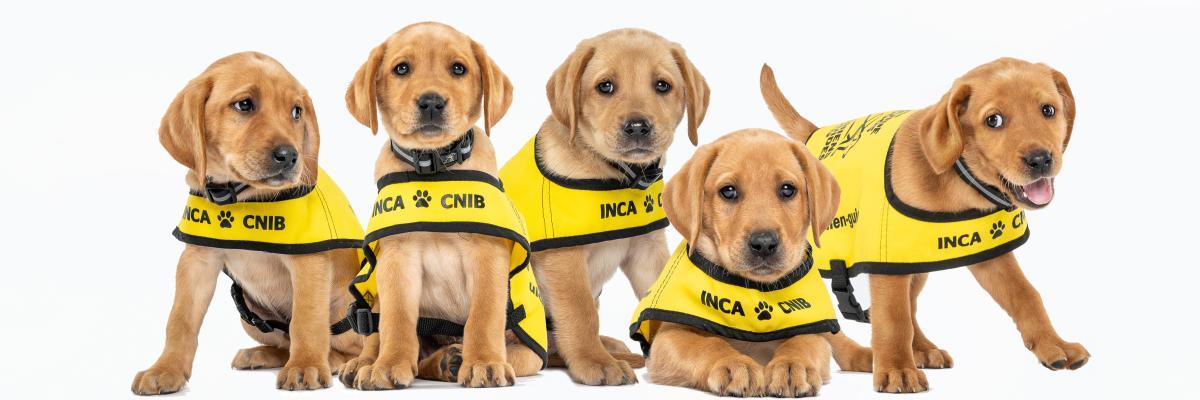A group CNIB Guide Dog puppies gathered together