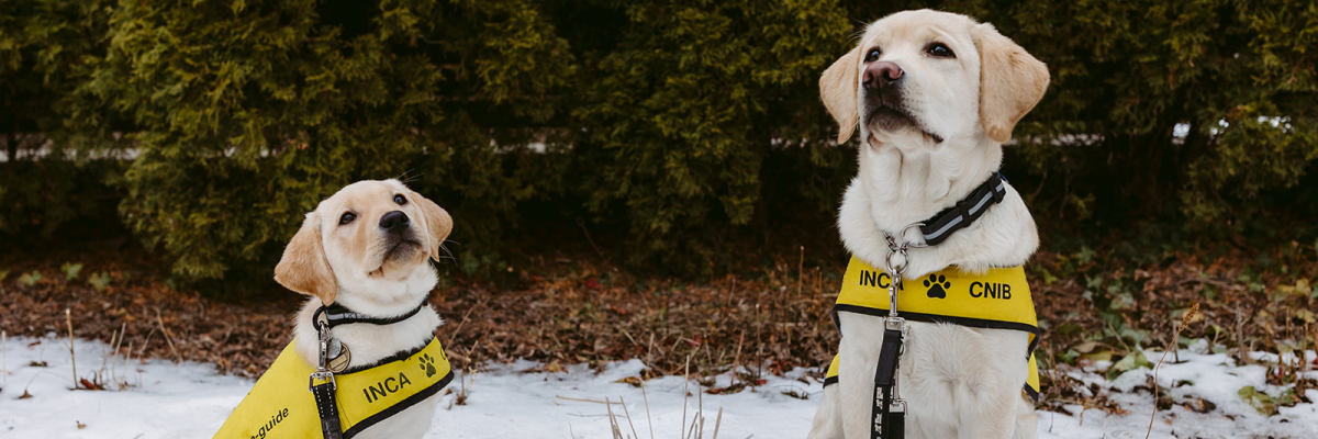 Two yellow Labrador retrievers wearing bright yellow CNIB Guide Dog vests sit in the snow; one is a small puppy on the left and the other is an older dog on the right, both looking upward with leashes attached.