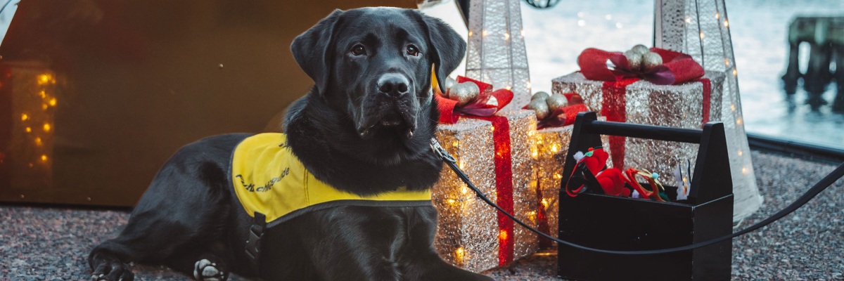 A black Labrador retriever in a yellow CNIB Guide Dogs vest lies on the ground beside illuminated holiday decorations and wrapped gifts, with water and a festive outdoor setup in the background.