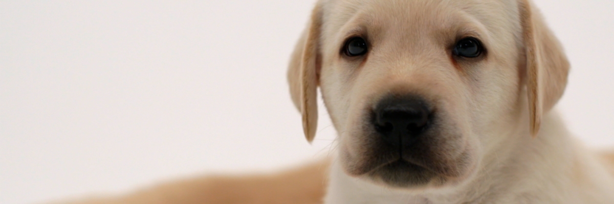Close up image of a Yellow Labrador puppy gazing into the camera