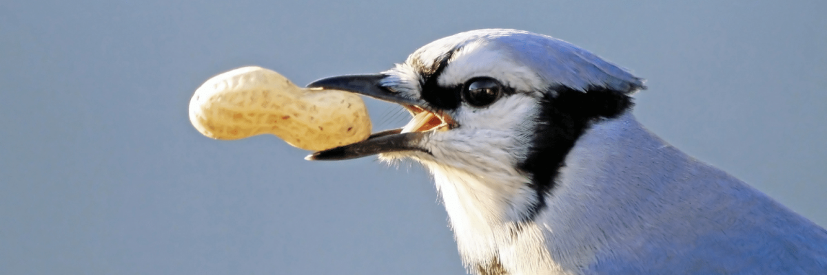 A bird is shown in profile. It has white features with blue on the wings and a black beak. It's holding a peanut in its beak.