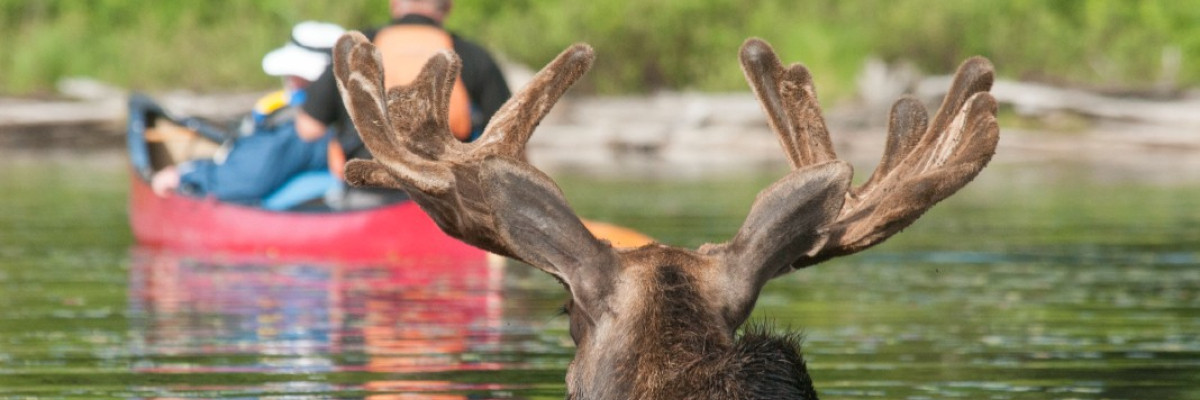 A moose's head is protruding from the water. In the distance are people in a canoe.