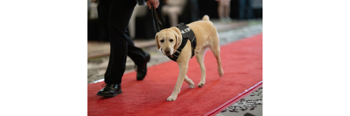 A yellow Labrador wearing a black CNIB Guide Dogs harness walks beside a handler along a red carpet, in an indoor setting.